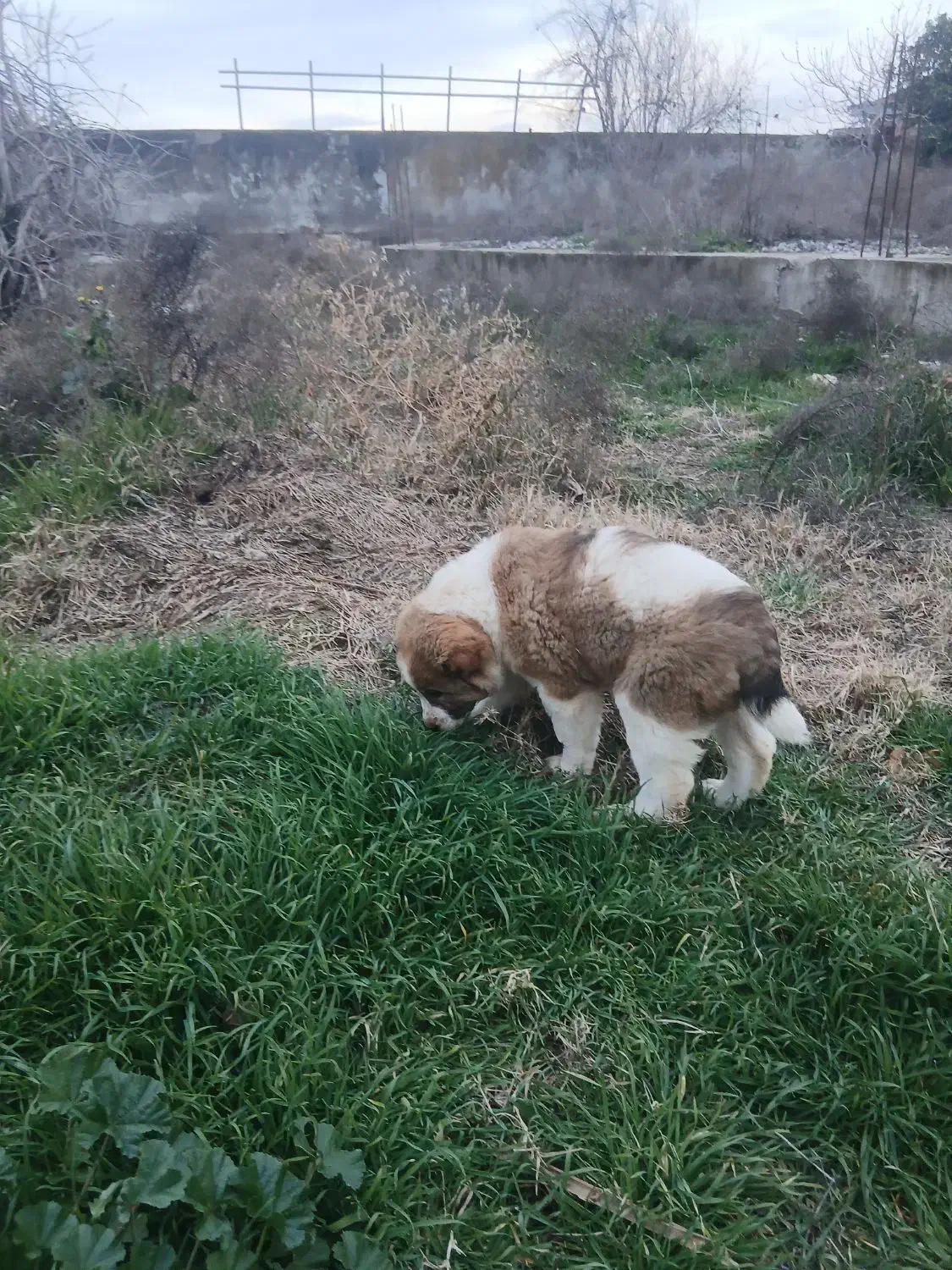 سگ ماده....الابای|سگ|سیمین شهر, |دیوار