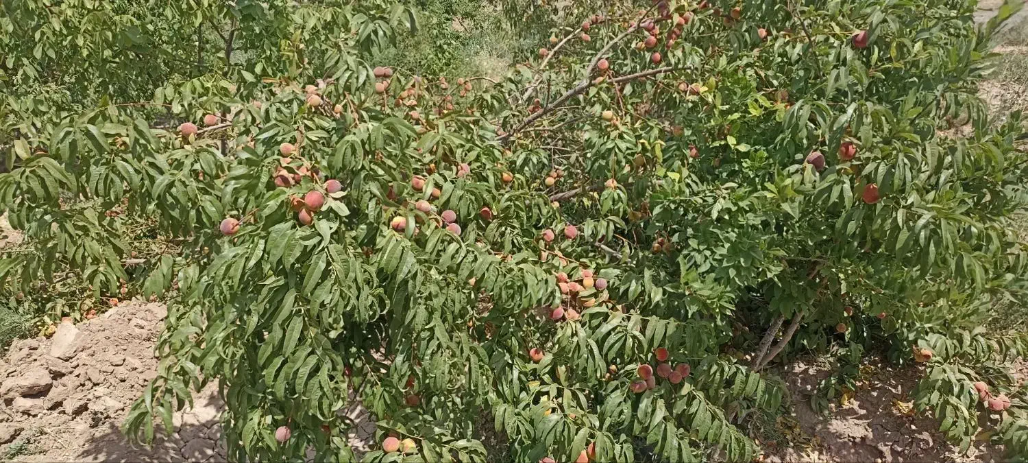 باسلام فروش باغ 3000 متربا90 دقیقه آب|فروش دفتر صنعتی، کشاورزی، تجاری|فریمان, |دیوار