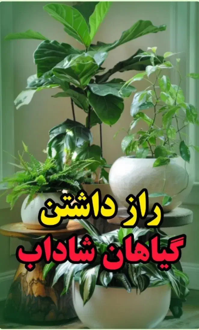 قرص کود گلدان|گل و گیاه طبیعی|ماهدشت, |دیوار