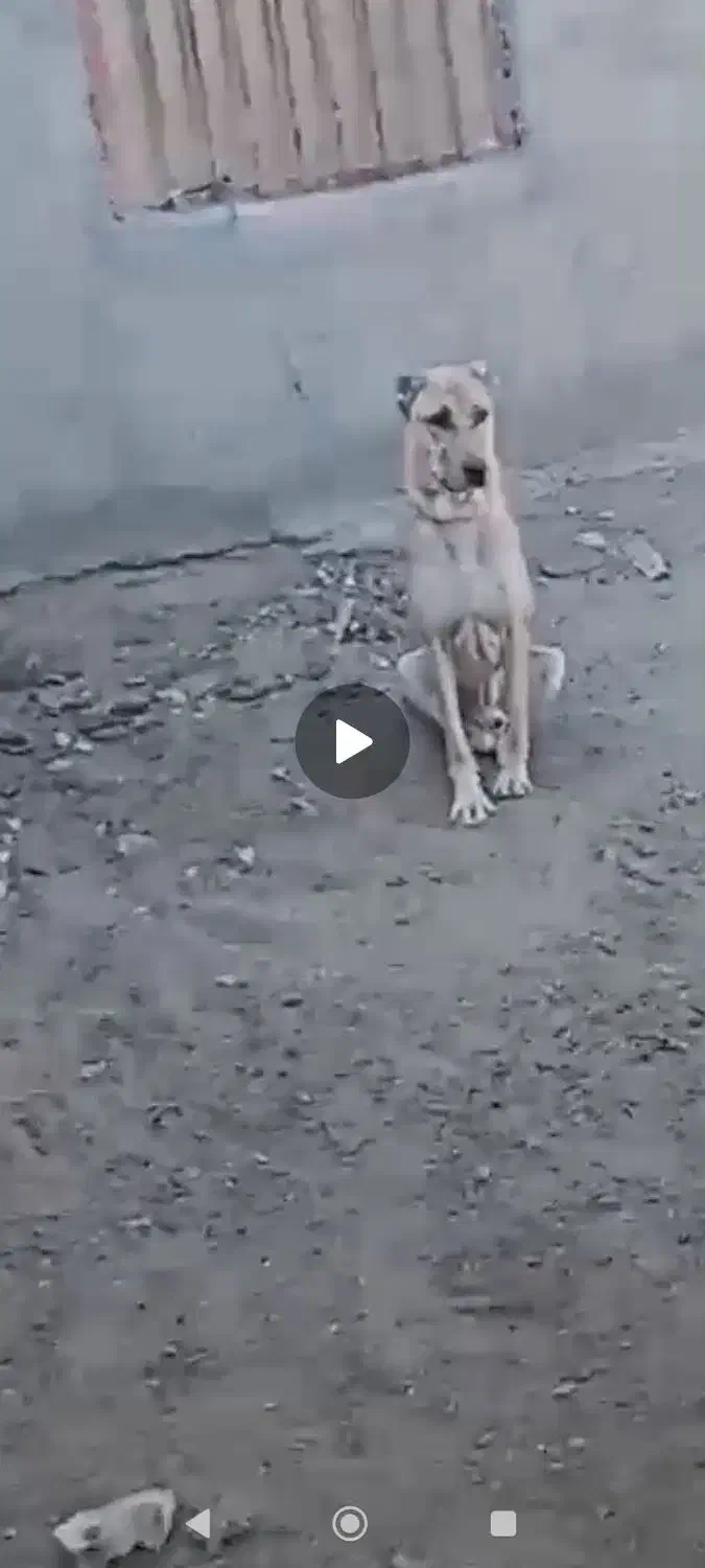 حیوانات اهلی|سگ|تربت جام, بوستان وحدت|دیوار