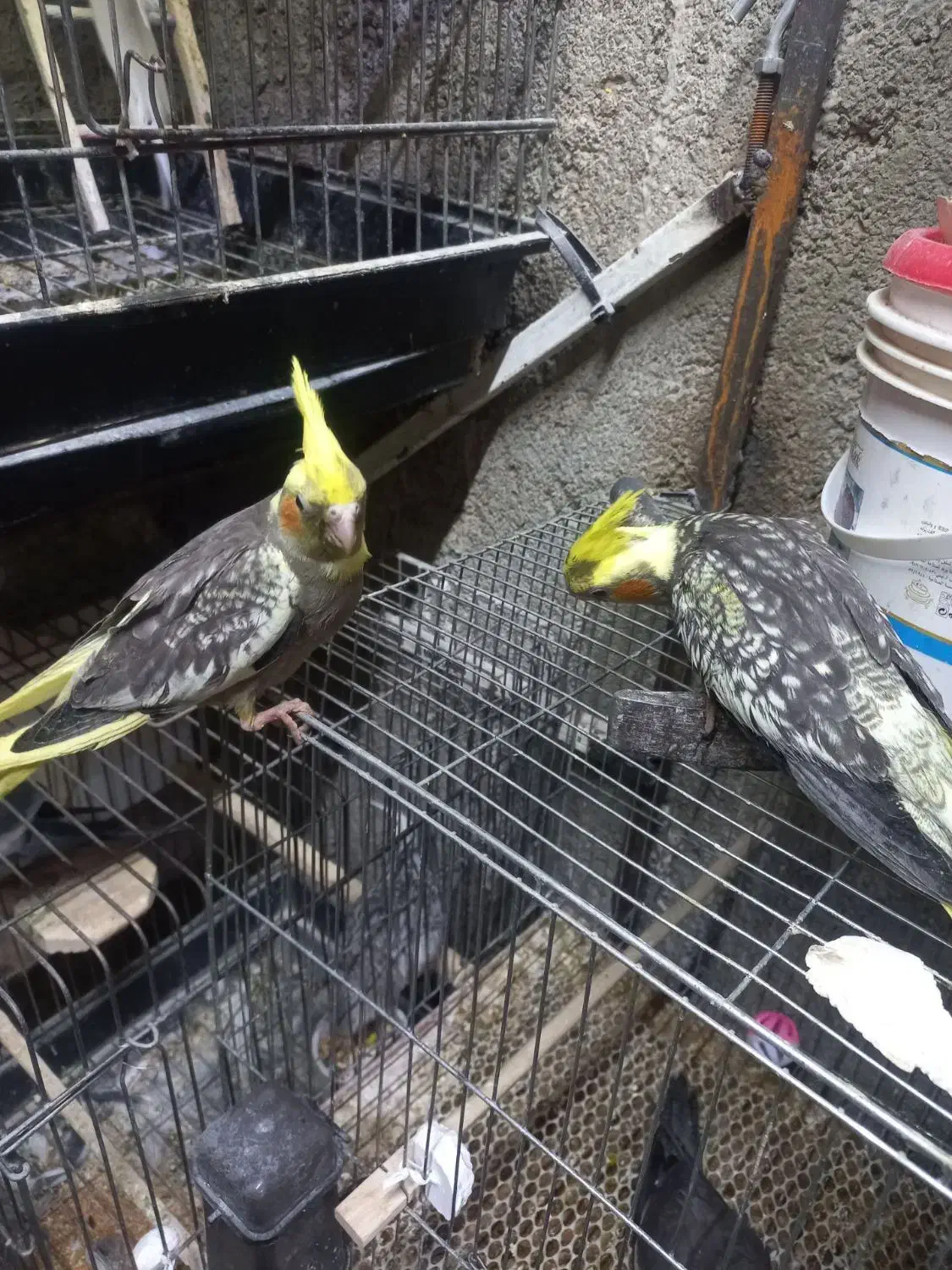 پرنده|پرنده|سلطانیه, |دیوار