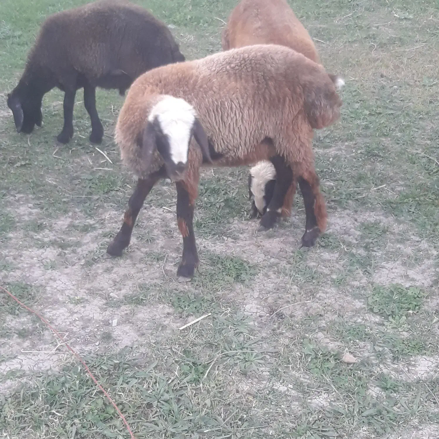 دو عدد بره نروماده|حیوانات مزرعه|فاضل آباد, |دیوار