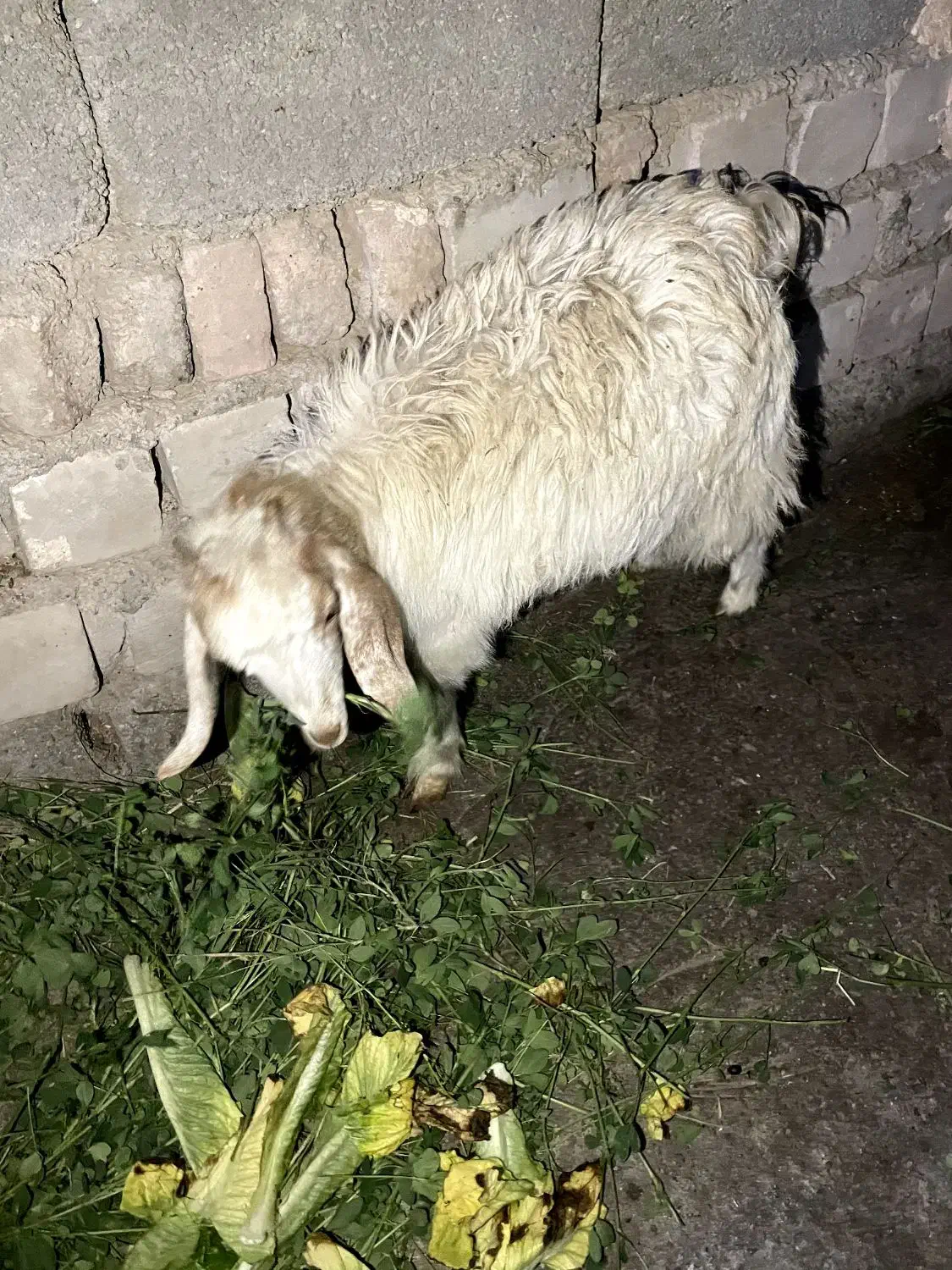 دو عدد بزغاله ماده|حیوانات مزرعه|ایرانشهر, |دیوار