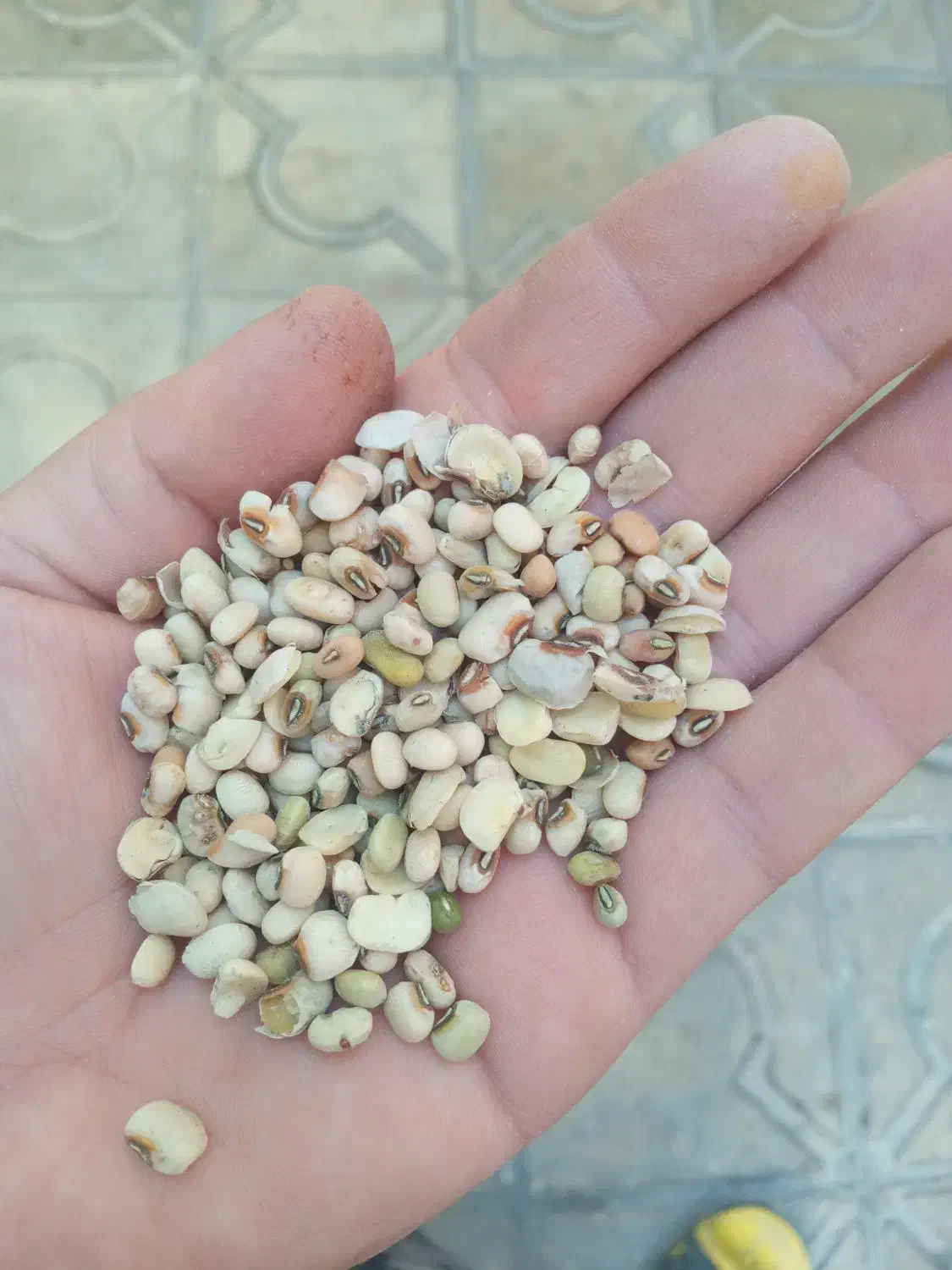 لوبیا|خوردنی و آشامیدنی|شیراز, شهرک سعدی|دیوار