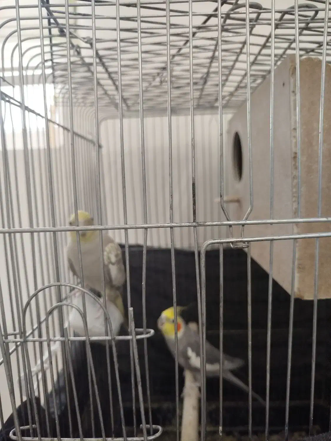 عروس هلندی|پرنده|مشهد, تربیت (صدف)|دیوار