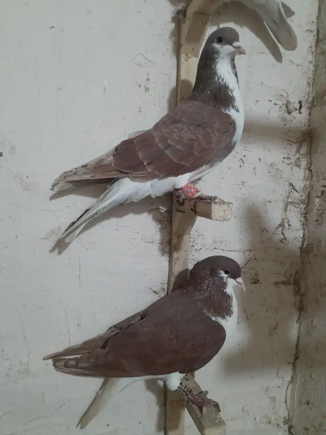 ساده|پرنده|شیروان (خراسان), |دیوار