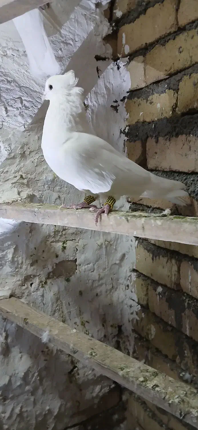 کبوتر سفید|پرنده|بیرانوند, |دیوار