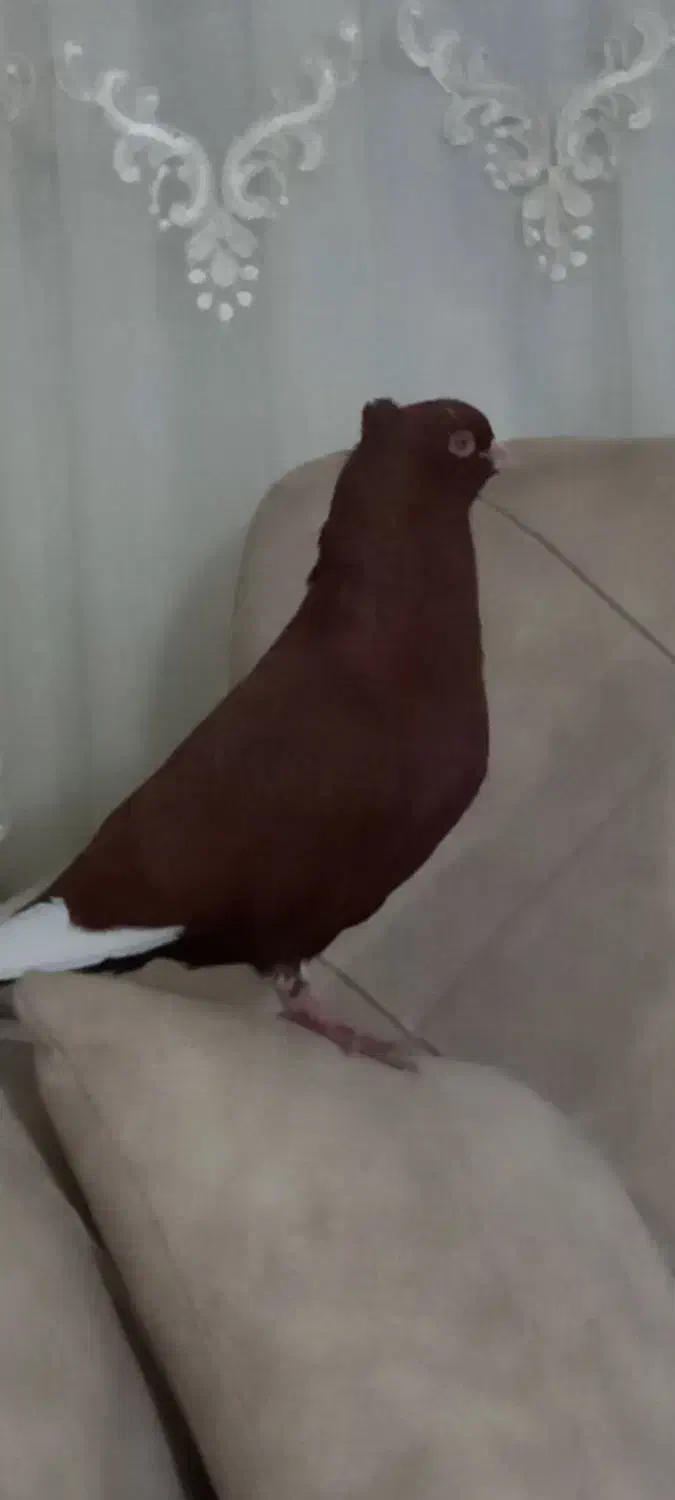 سرخ گارا کبوتر|حیوانات|الوند, |دیوار