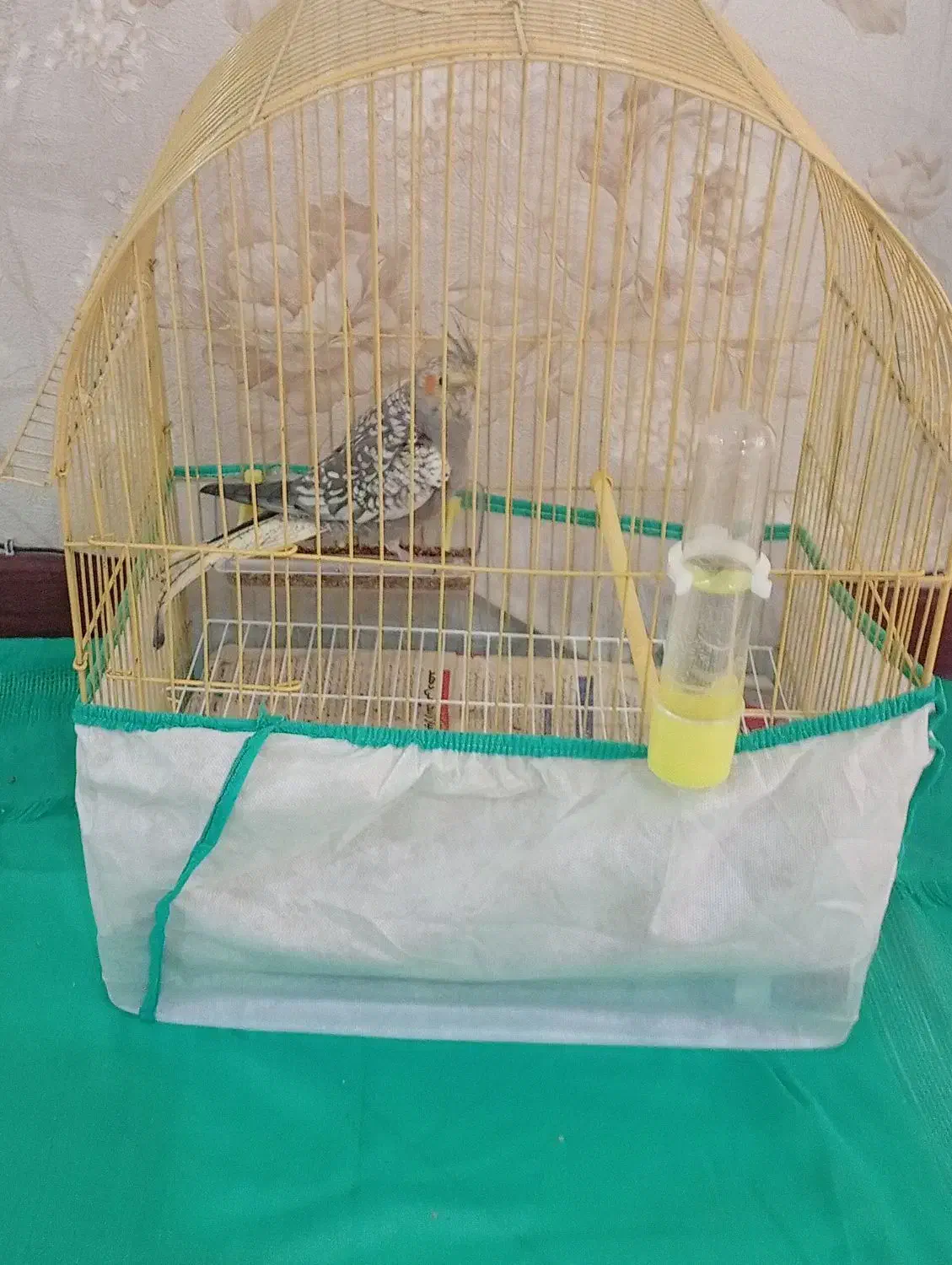 طوطی عروس|پرنده|رشت, فلسطین|دیوار