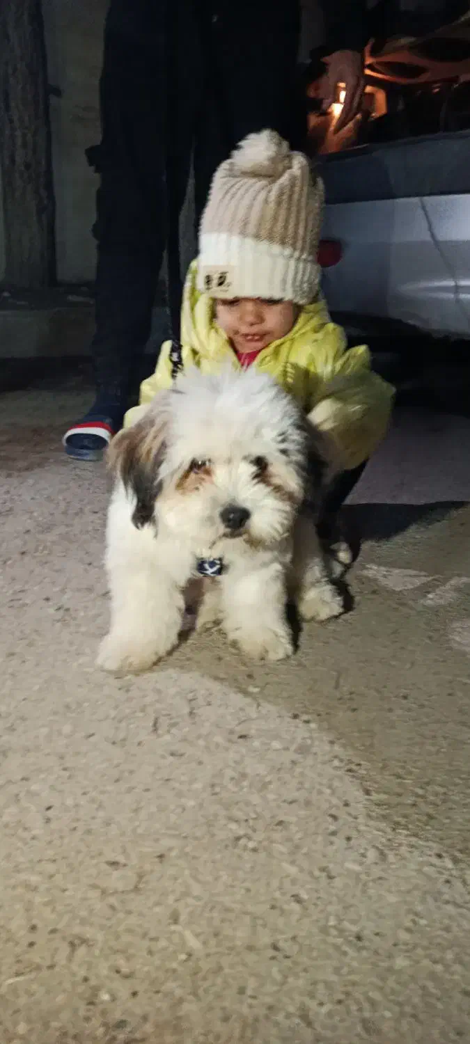 سگ تدی|حیوانات|کرمانشاه, |دیوار