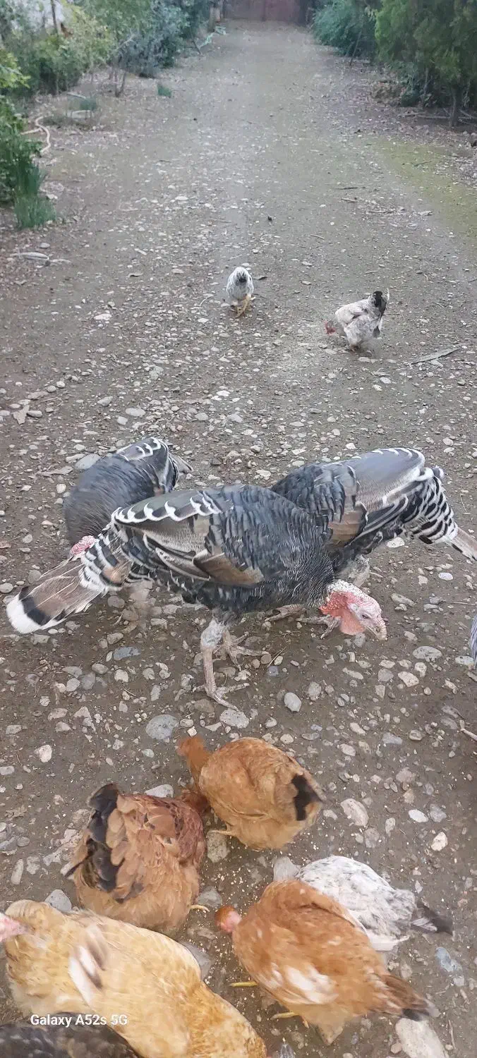 بوقلمون|حیوانات مزرعه|رشت, حافظ آباد|دیوار