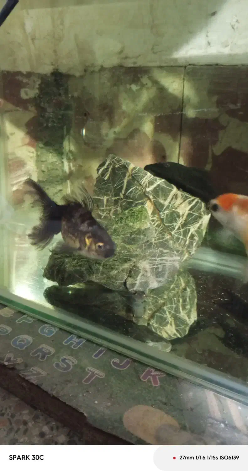 آگواریوم با وسایل|ماهی|بانه, |دیوار