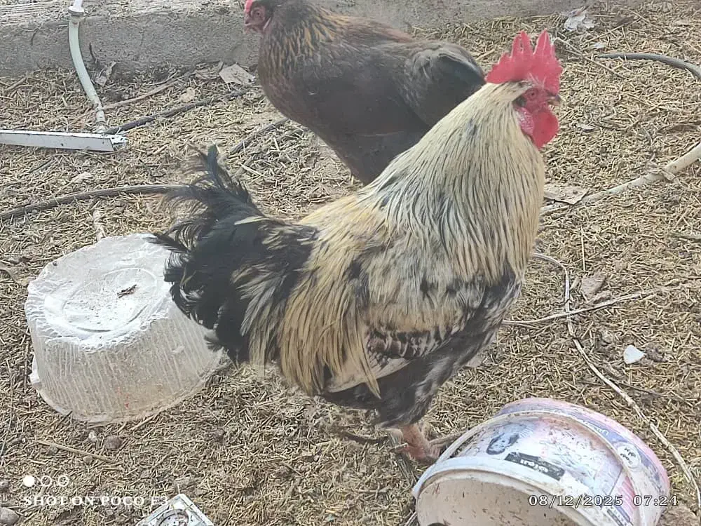 تعدادی جوجه بوقلمون و مرغ و خروس تزئینی|حیوانات مزرعه|مشهد, الهیه|دیوار