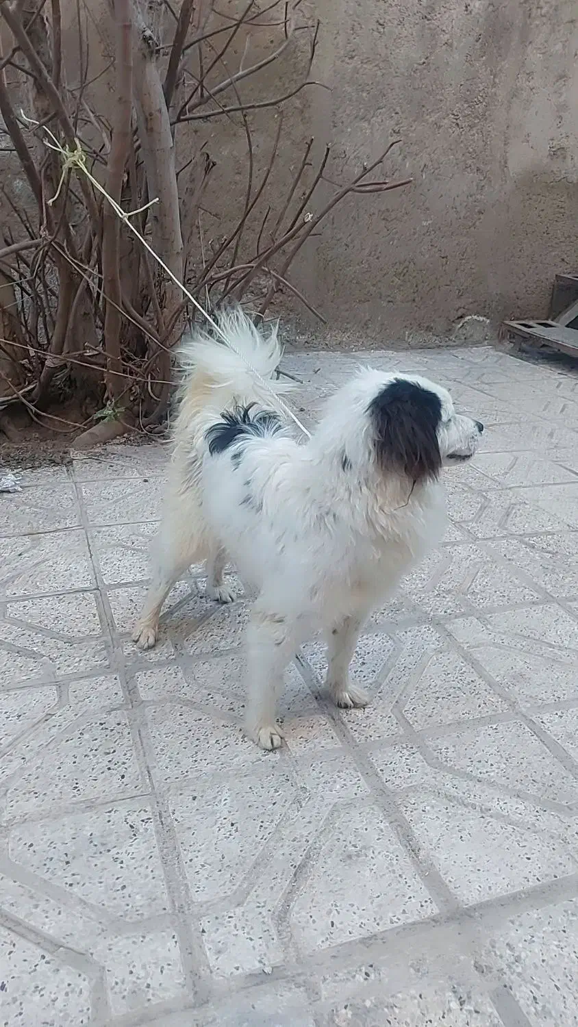 سگ نر پا کوتاه وتربیت شده|سگ|مشهد, انصار|دیوار