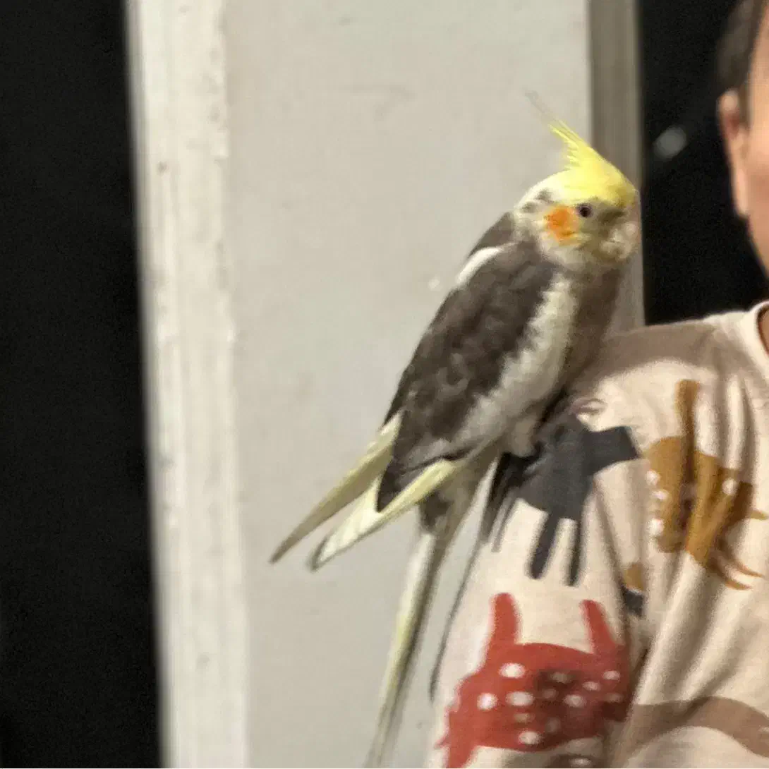 گمشده|پرنده|تهران, شیخ هادی|دیوار