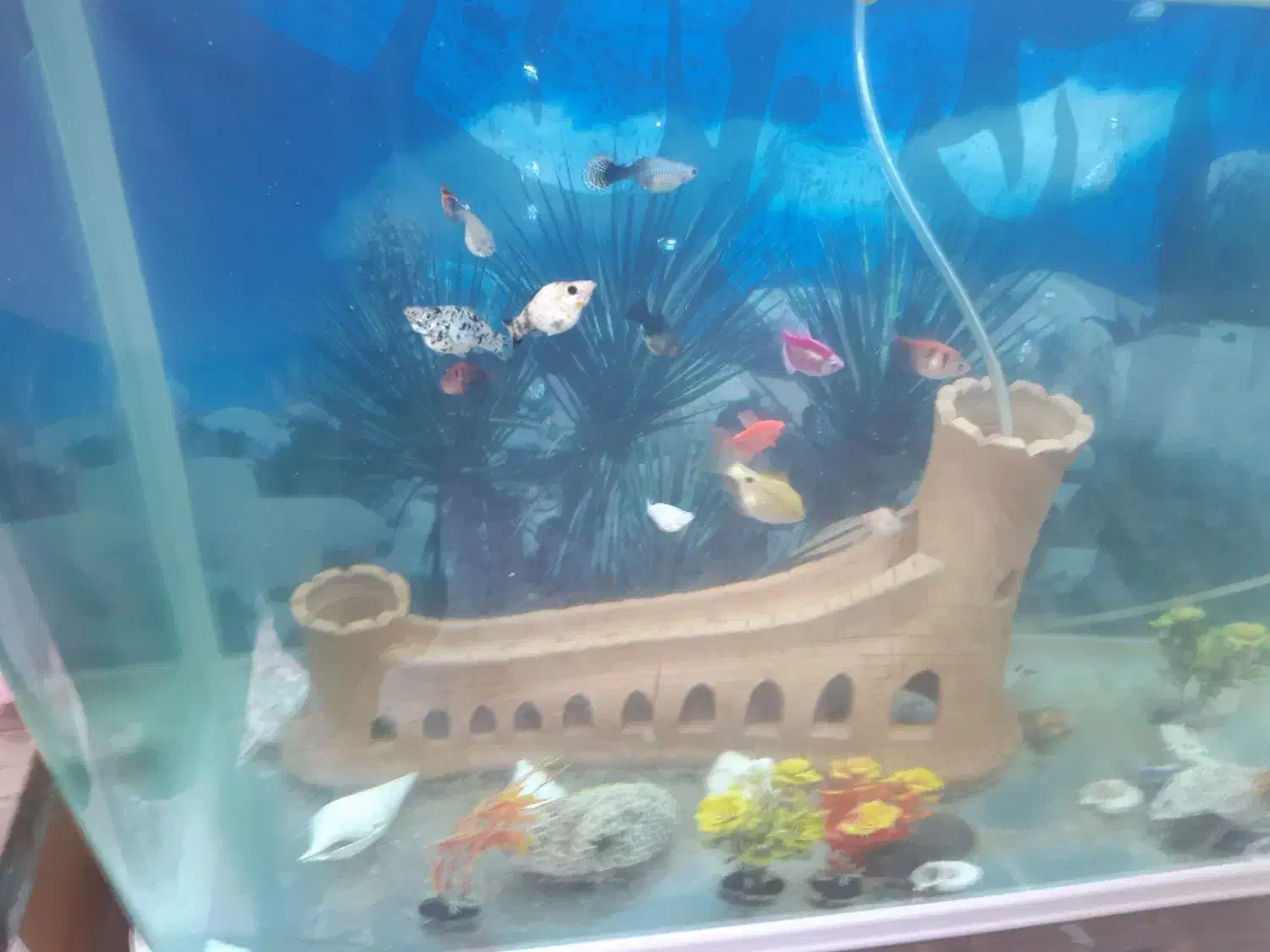 آکواریوم درجه یک با ماهی و همه وسایل و ماهی|ماهی|اصفهان, بهارستان|دیوار