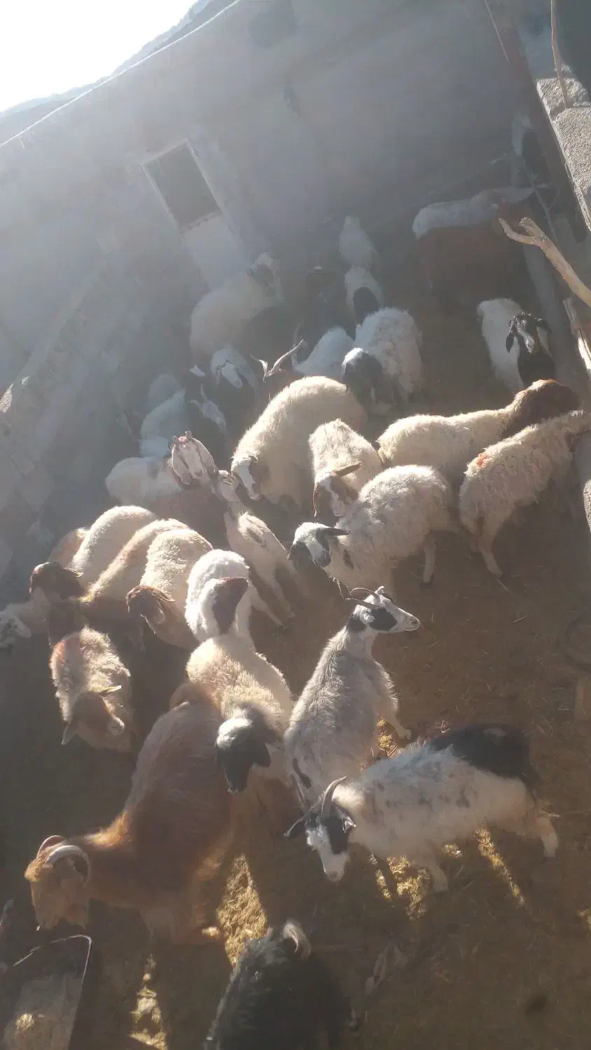 برهنر بزغالهنر|حیوانات مزرعه|کاشان, فاز ۲ ناجی آباد|دیوار