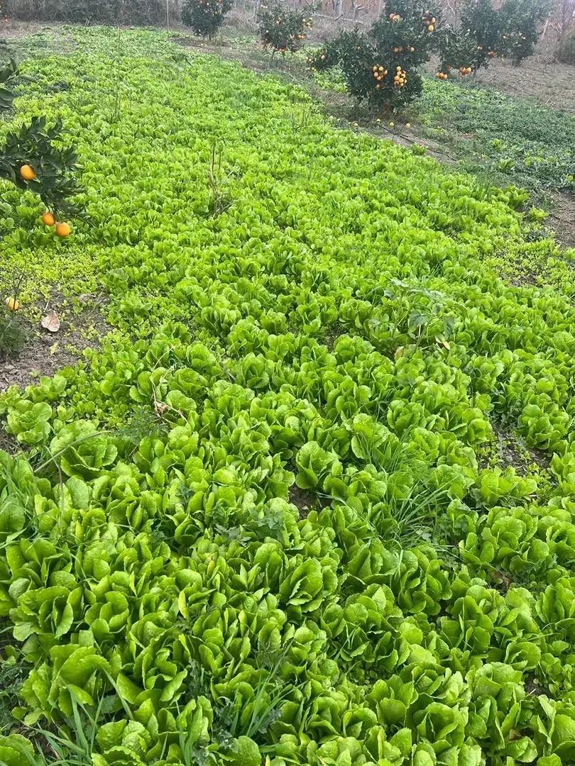 نهال کاهو|خدمات باغبانی و درختکاری|نکا, |دیوار