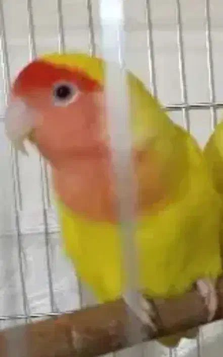 ۲عددطوطی برزیلی ماده|پرنده|ری, فیروزآباد|دیوار