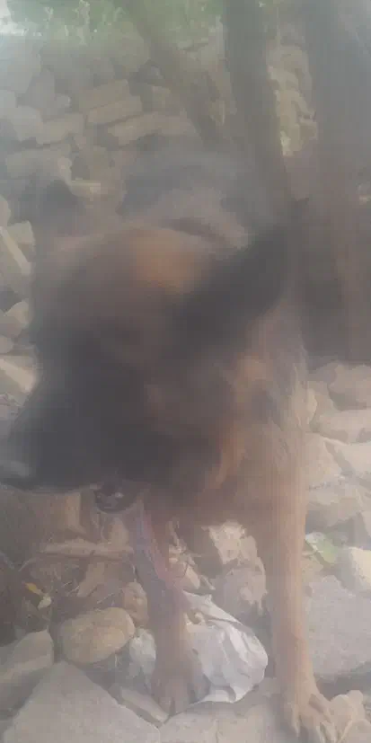 ژرمن شپرت اصلی|سگ|سبزوار, قاضی زاد|دیوار