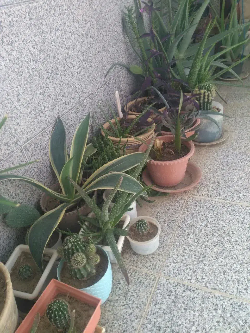 تعدادی گلدان زیبا فقط دانه ای ۶۰هزارتومان|گل و گیاه طبیعی|سمنان, |دیوار