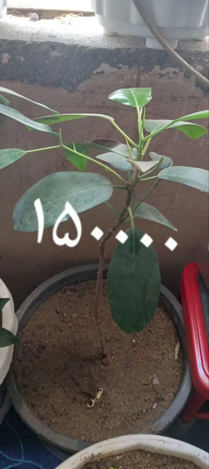 گل طبعی|گل و گیاه طبیعی|شاهین دژ, |دیوار