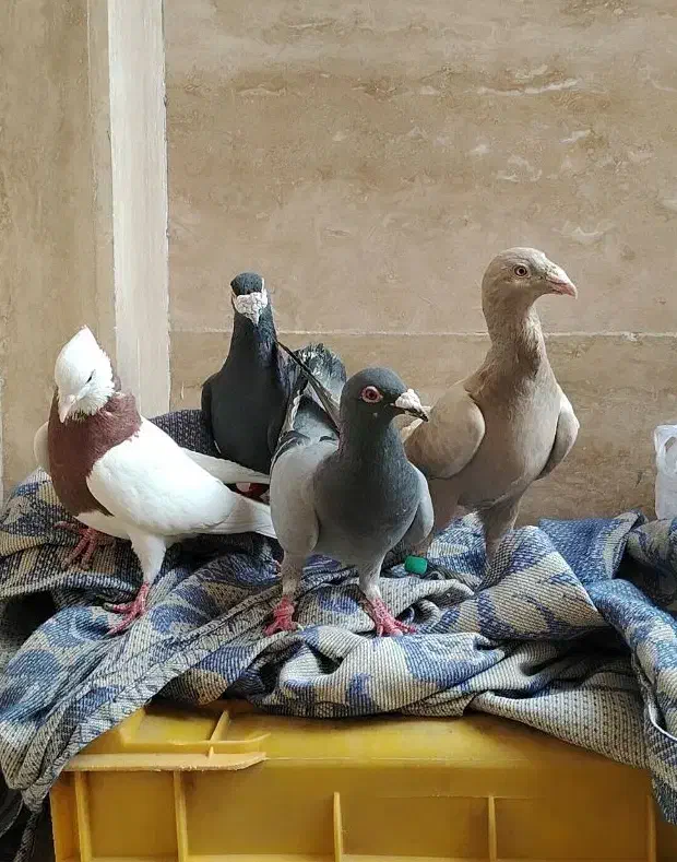 کفتر|پرنده|پاکدشت, پاکدشت (مامازند)|دیوار