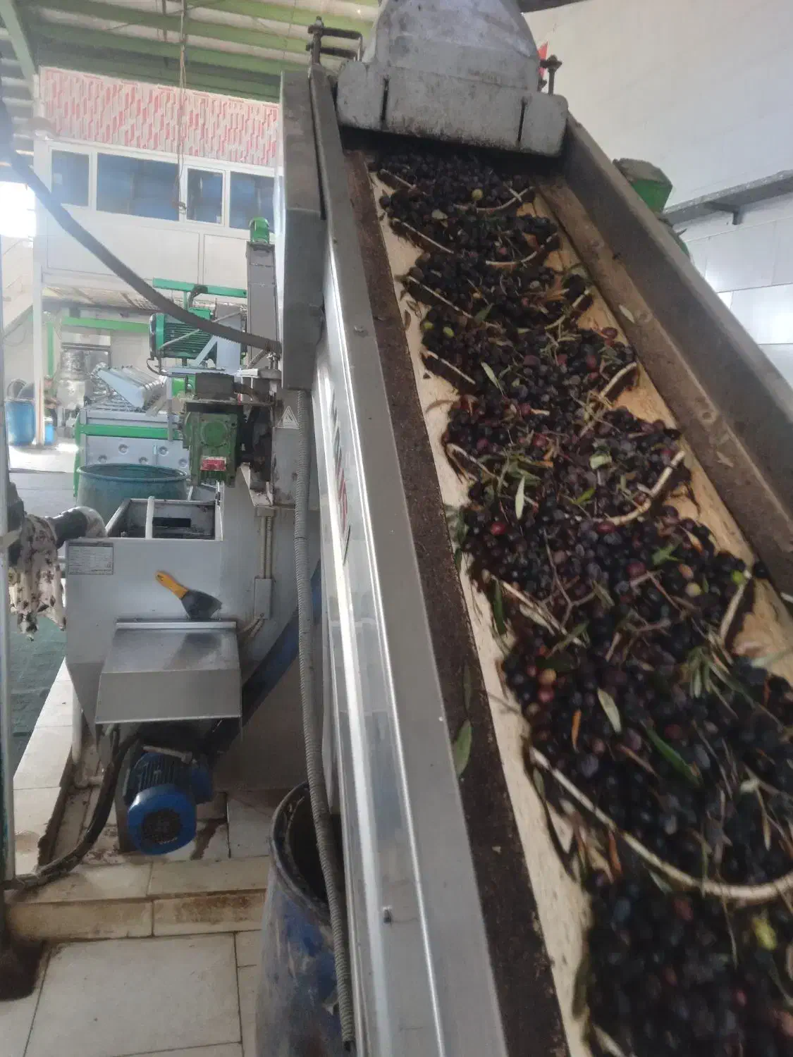 روغن زیتون|خوردنی و آشامیدنی|رودبار, |دیوار