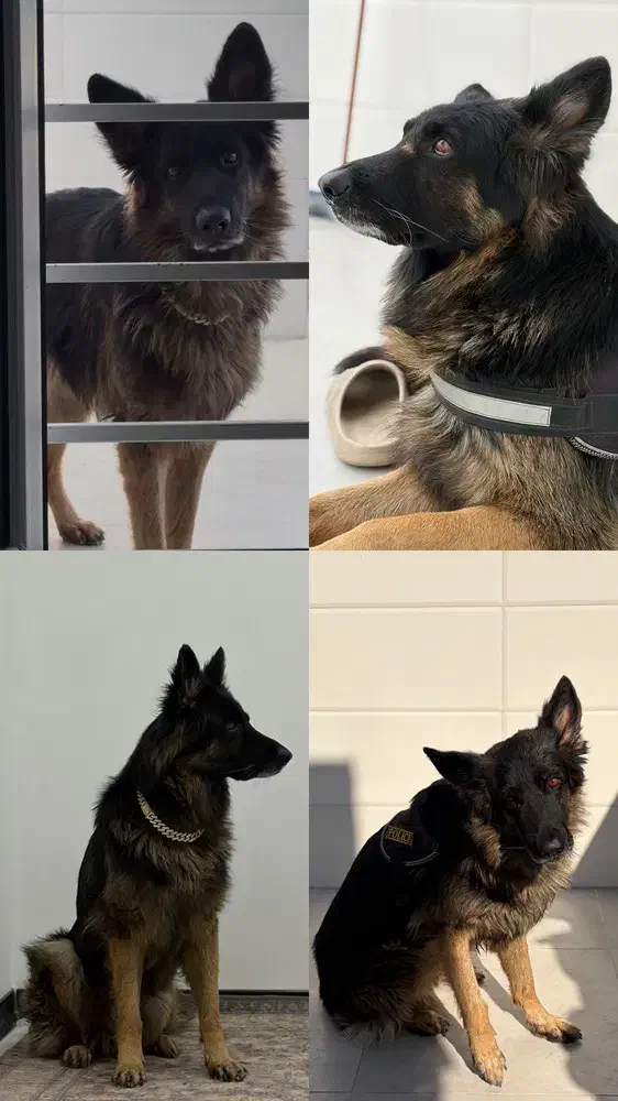 سگ گمشده|حیوانات|بهبهان, |دیوار