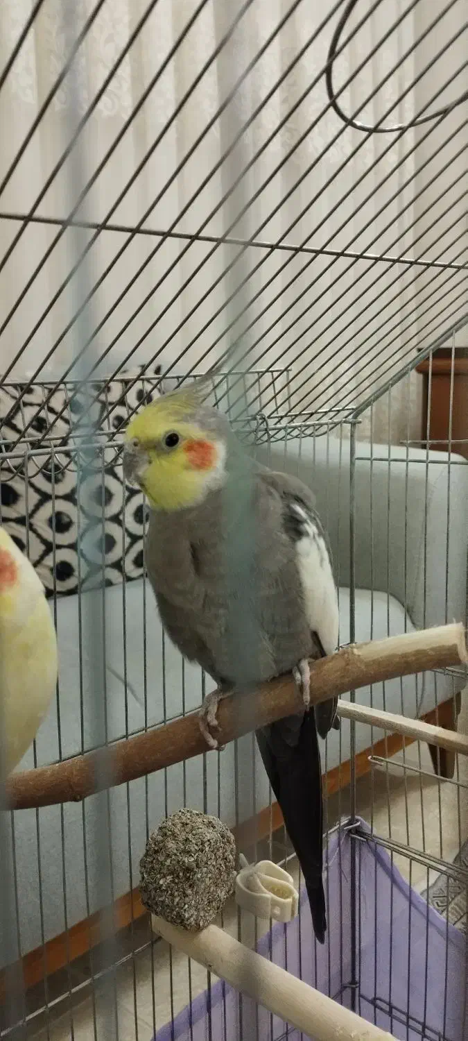 عروس هلندی|پرنده|زنجان, |دیوار