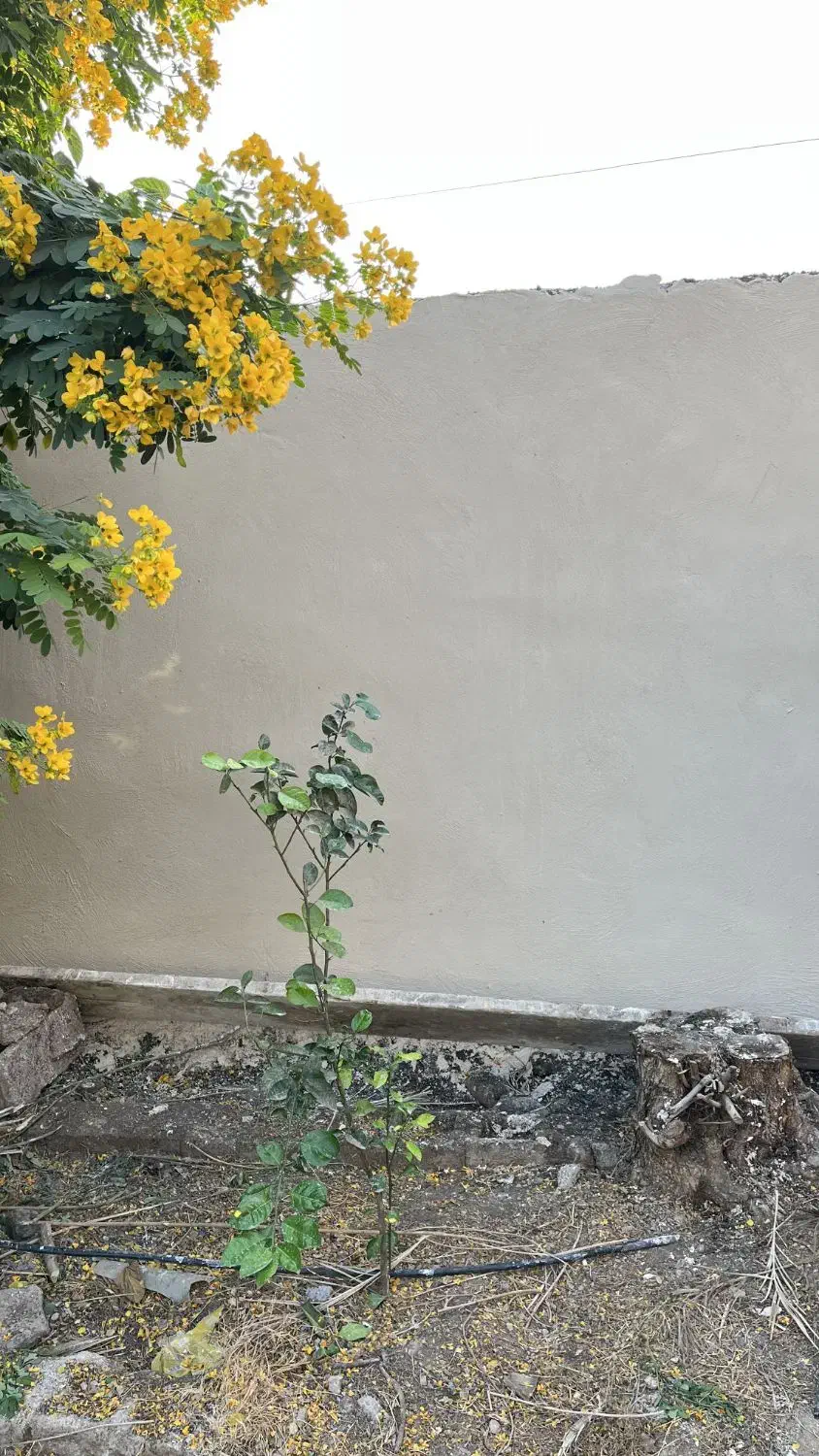 پلاسترکار نمونه|خدمات پیشه و مهارت|شوشتر, |دیوار