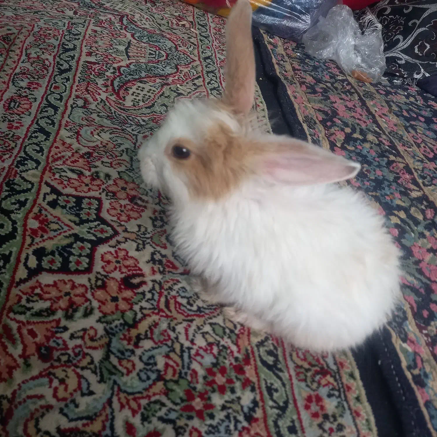 خرگوش لپ|موش و خرگوش|کرمان, |دیوار