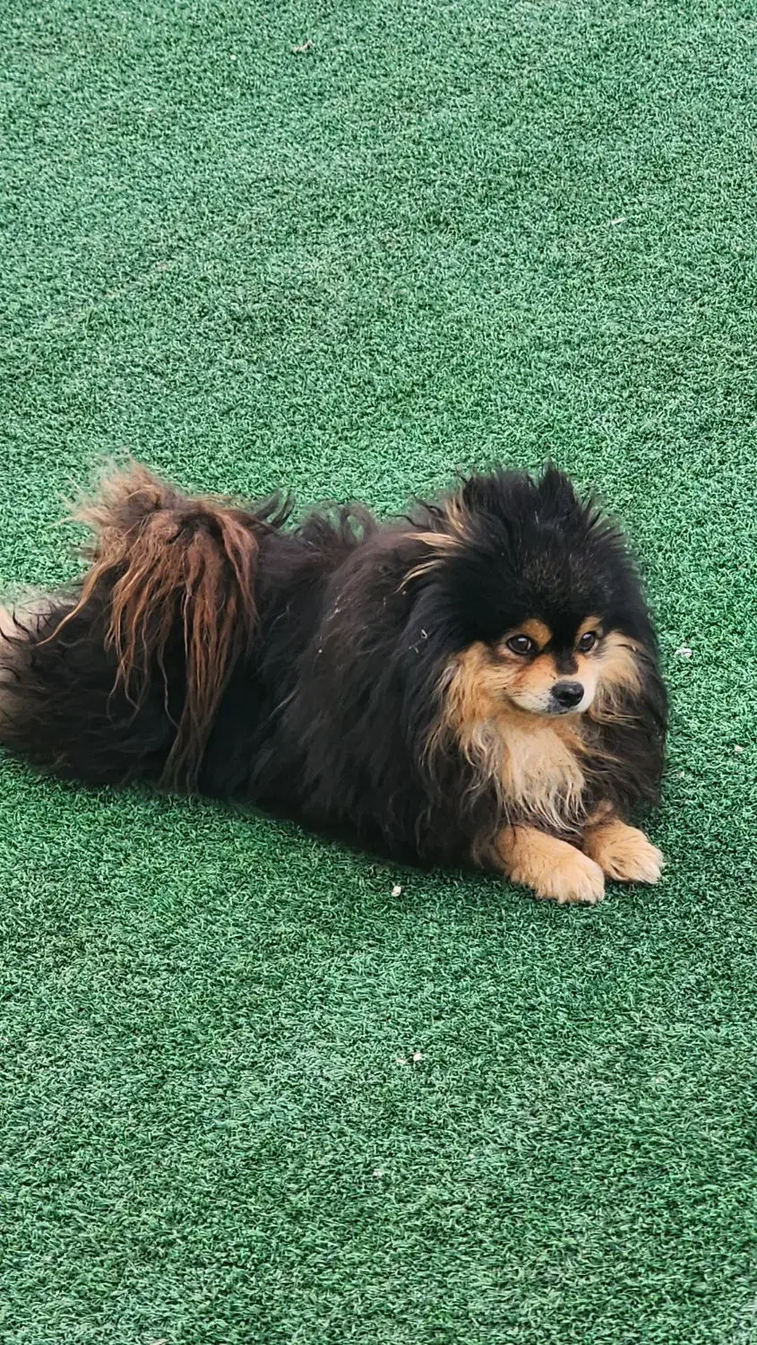 پامرانیان خرسی|سگ|شیراز, داریون|دیوار