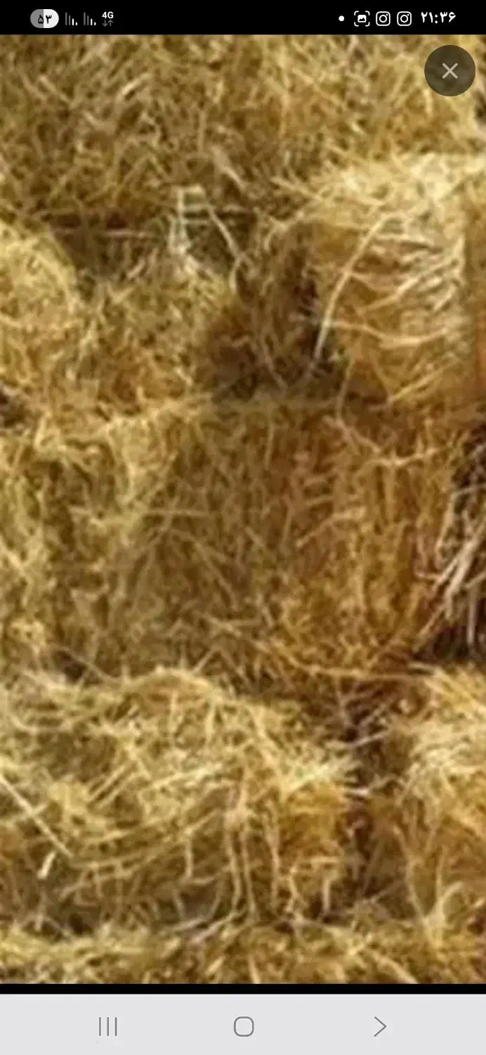 سرچینا خشک دم سیاه|عمده‌فروشی|تولم شهر, |دیوار