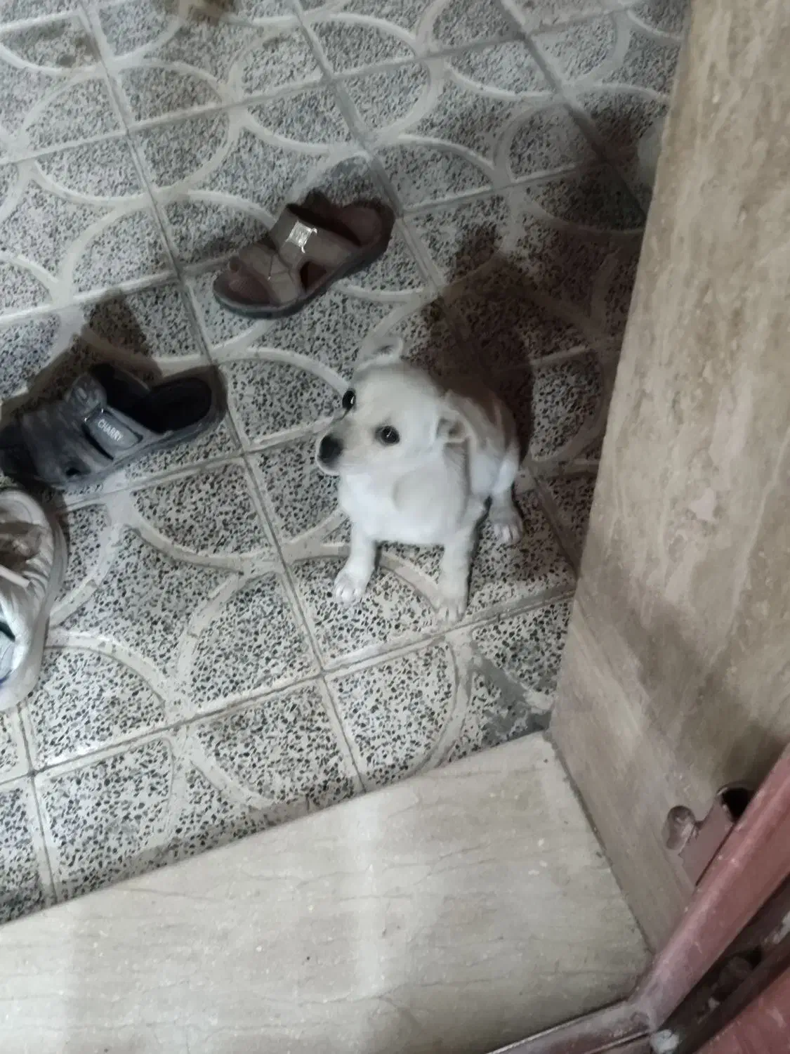 سگ اشپیر|سگ|دهبکری, |دیوار