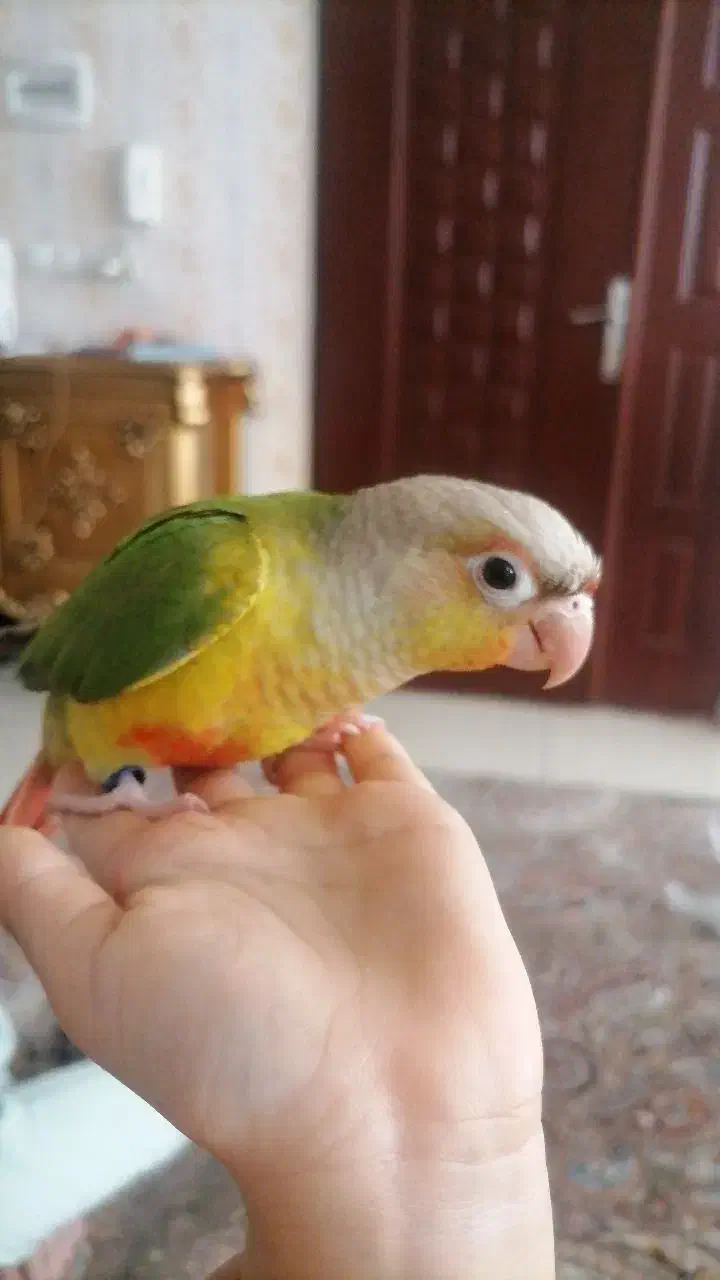 گرینچیک دستی|پرنده|مشهد, حسین‌آباد|دیوار