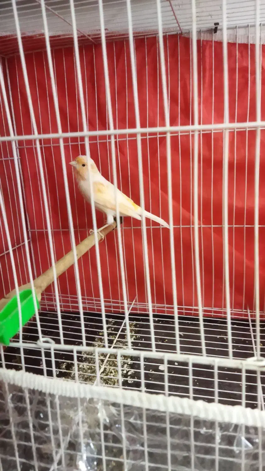 قناری نر|پرنده|مشهد, کشف|دیوار