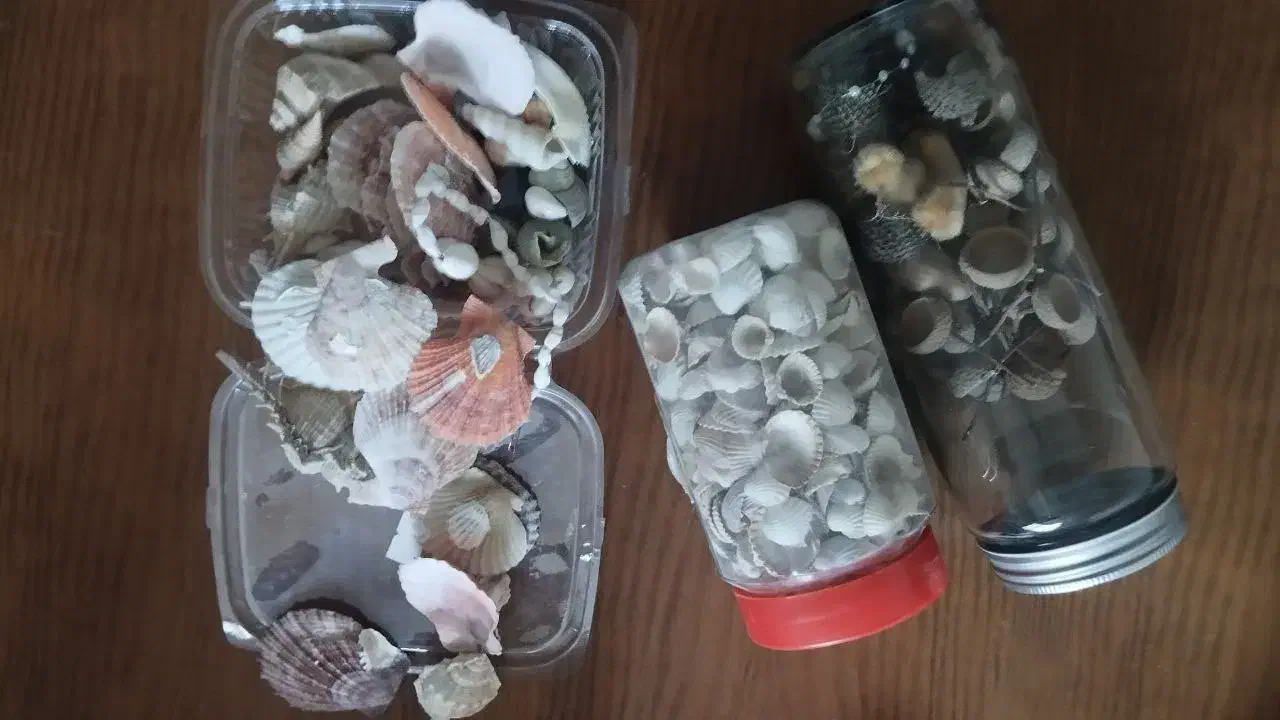 صدف|ماهی|مشهد, هدایت|دیوار