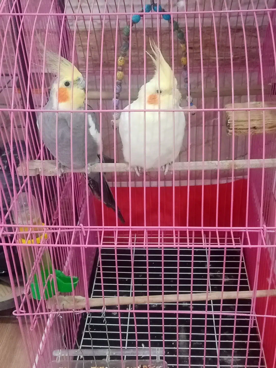 فروش عروس هلندی|پرنده|پیرانشهر, |دیوار