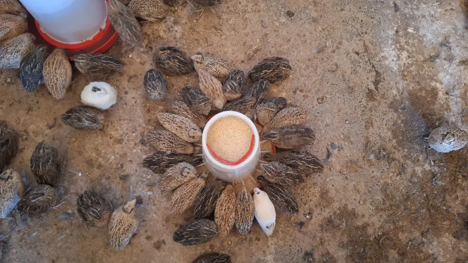 بلدرچین تخم گذار|حیوانات مزرعه|ورزنه, |دیوار