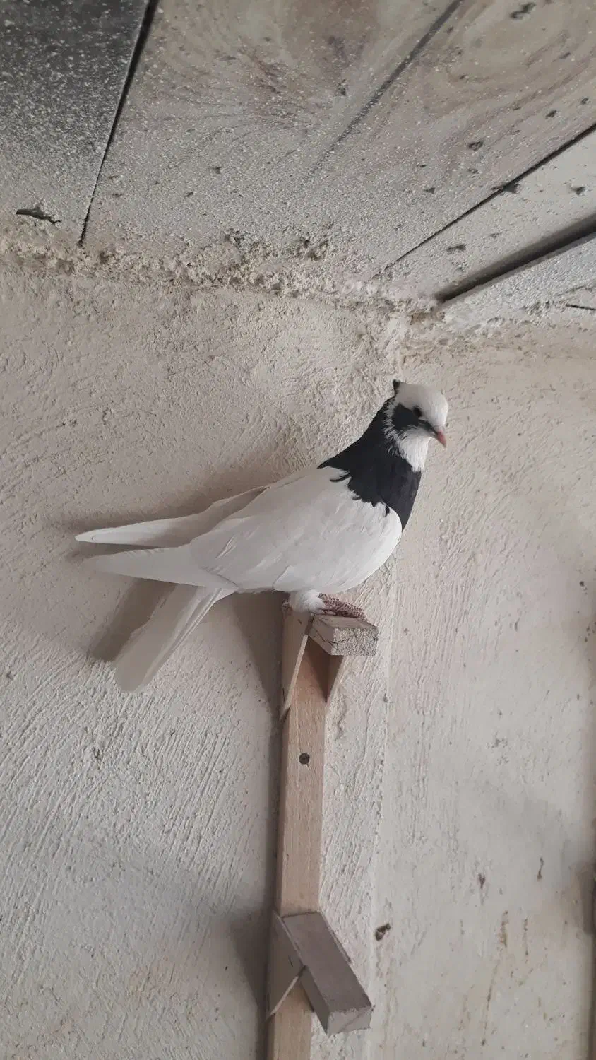 کبوتر زرقان|پرنده|شیراز, رکنآباد|دیوار