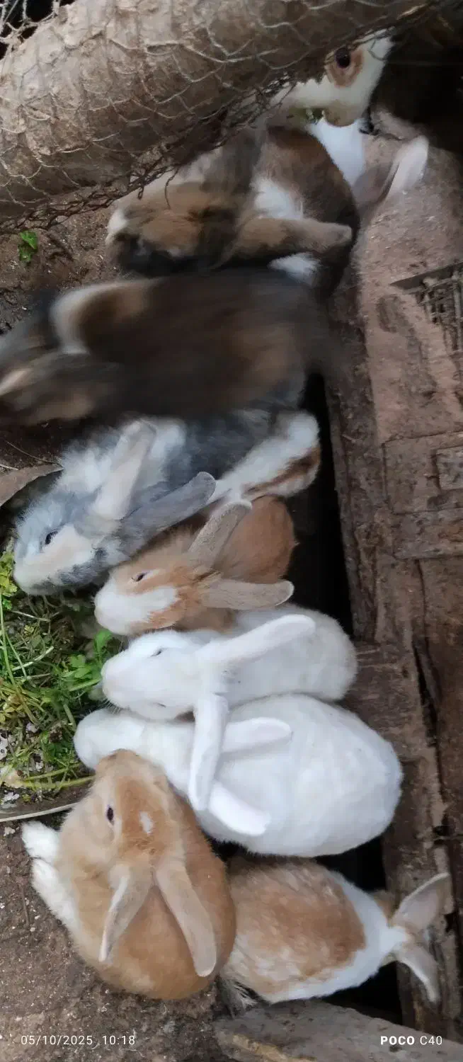 خرگوش زیباورنگارنگ|موش و خرگوش|بندر انزلی, پیل علی باغ|دیوار