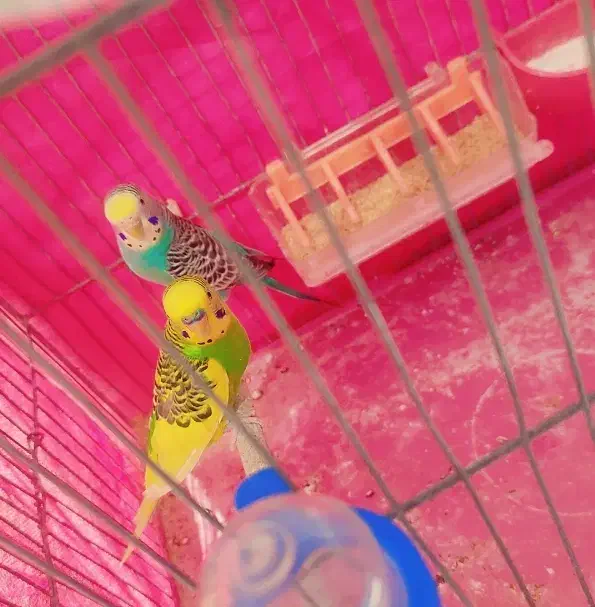 *3 عدد مرغ عشق خوشرنگ*|پرنده|شاهینشهر, شهرک ردانی پور|دیوار