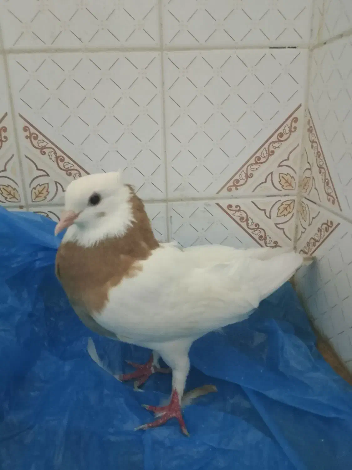 کبوتر صوقی زرد|پرنده|سراوان, |دیوار