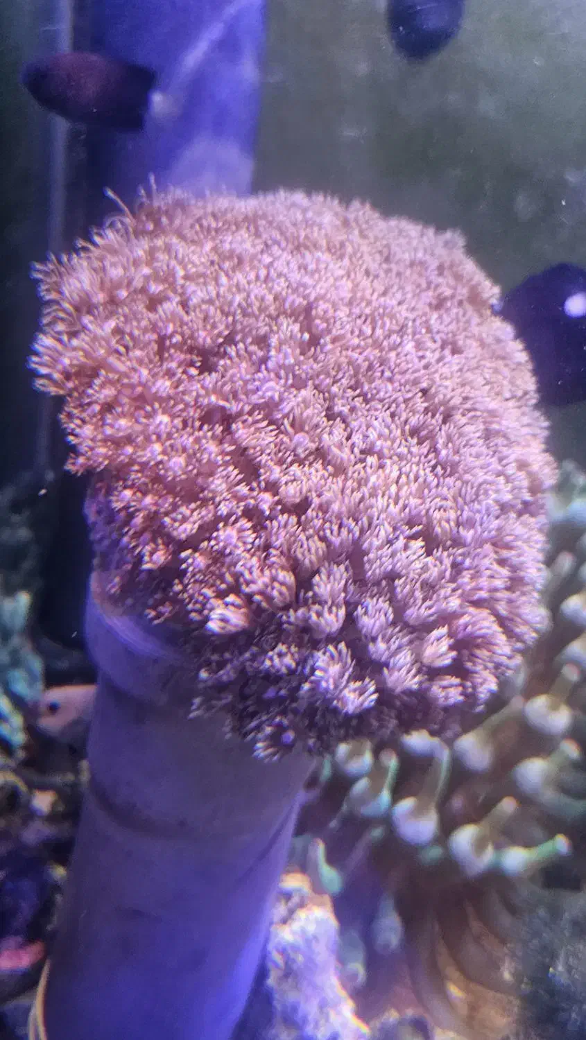 Abshorشقایق سنگ آب شور|کلکسیون و سرگرمی|تهران, جوادیه تهرانپارس|دیوار