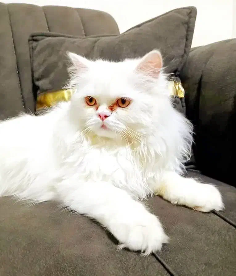 گربه پرشین|گربه|خمینی‌شهر, |دیوار