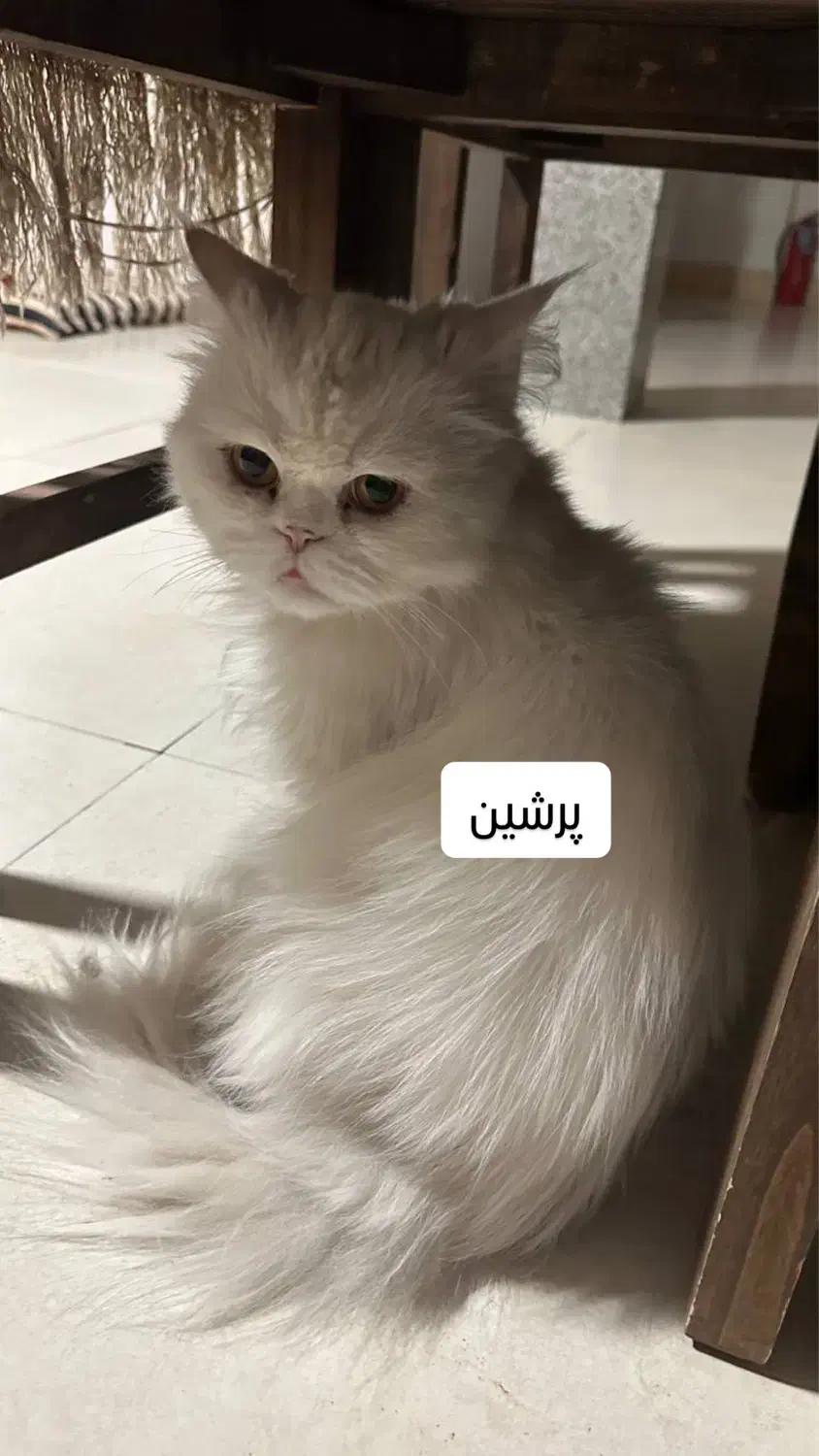 واگذاری گربه پرشین|گربه|شاهرود, |دیوار