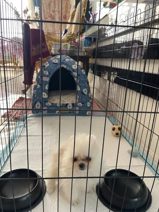 پامر تیکاپ ۲ماهه|سگ|مشهد, دانشجو|دیوار