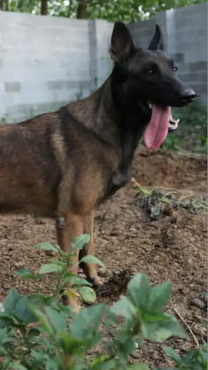 مالینویز|سگ|رشت, گلسار|دیوار