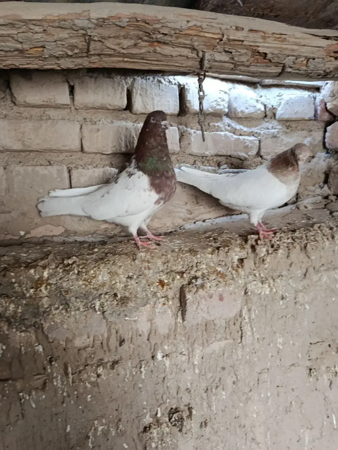 دو جفت کله ای|پرنده|هامون, |دیوار